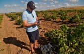 Le secteur viticole algérien connaît sa pire année depuis plusieurs décennies
