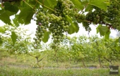 Des vignerons se mobilisent contre le réchauffement climatique au Vinexpo