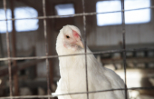 Près d’un million de poulets euthanasiés depuis le début du conflit chez Exceldor