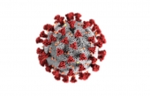 Les polyphénols présents dans le raisin et le vin bloquent une enzyme clé du virus de la COVID-19