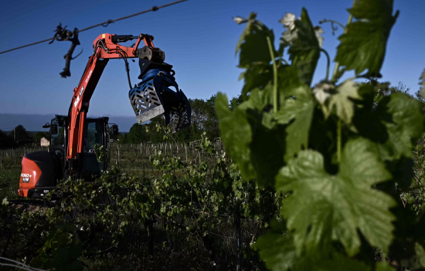 Arrachage de vignes à Saint-Martin-de-Sescas, au sud-est de Bordeaux, le 18 avril 2024. (Photo by Philippe LOPEZ / AFP) — © PHILIPPE LOPEZ / AFP