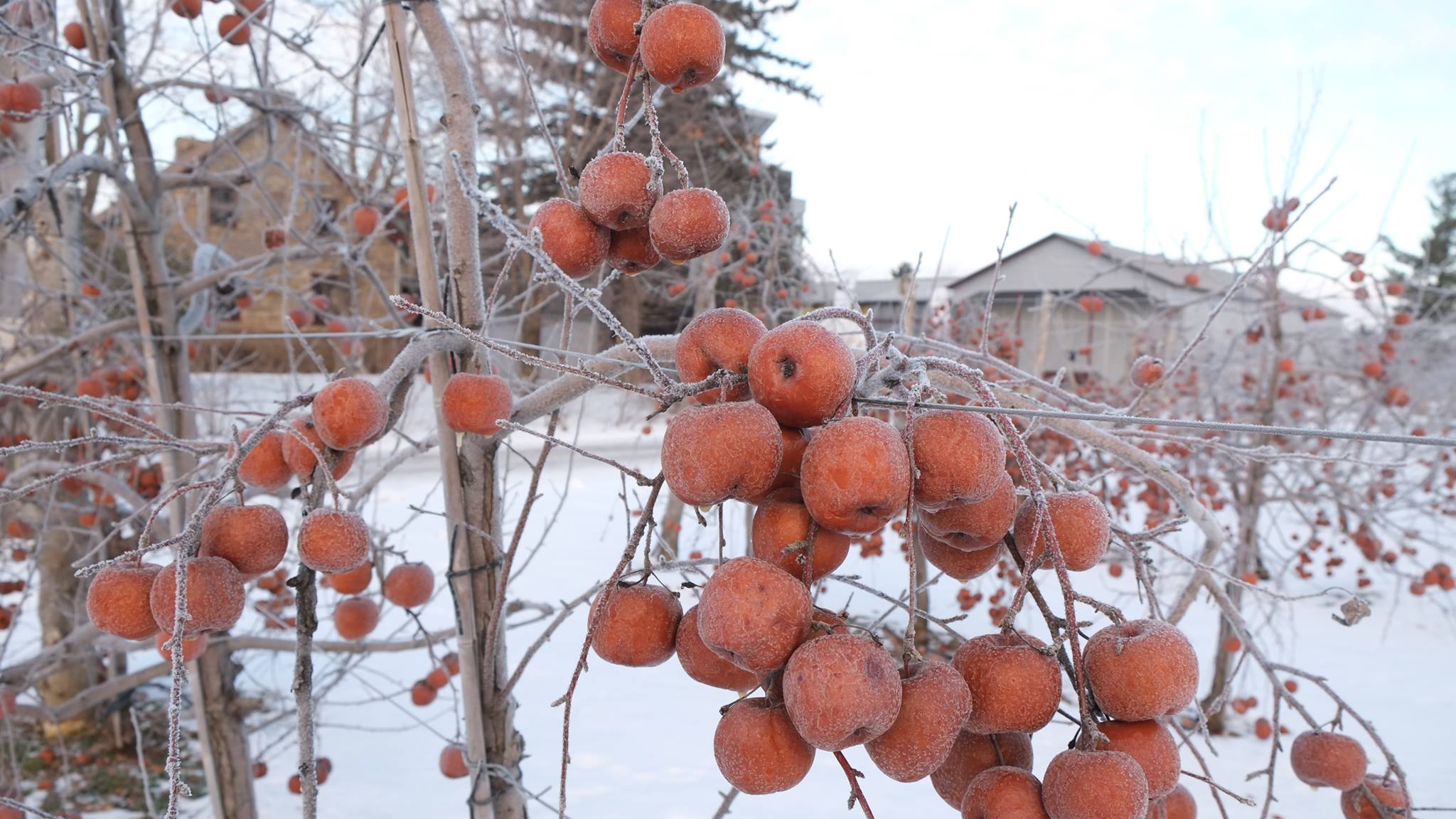 domaine neige pommes