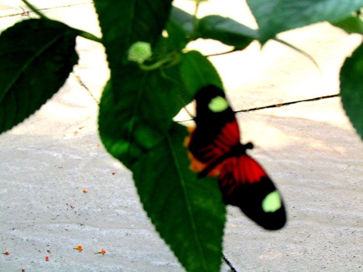 roger richmond papillon2
