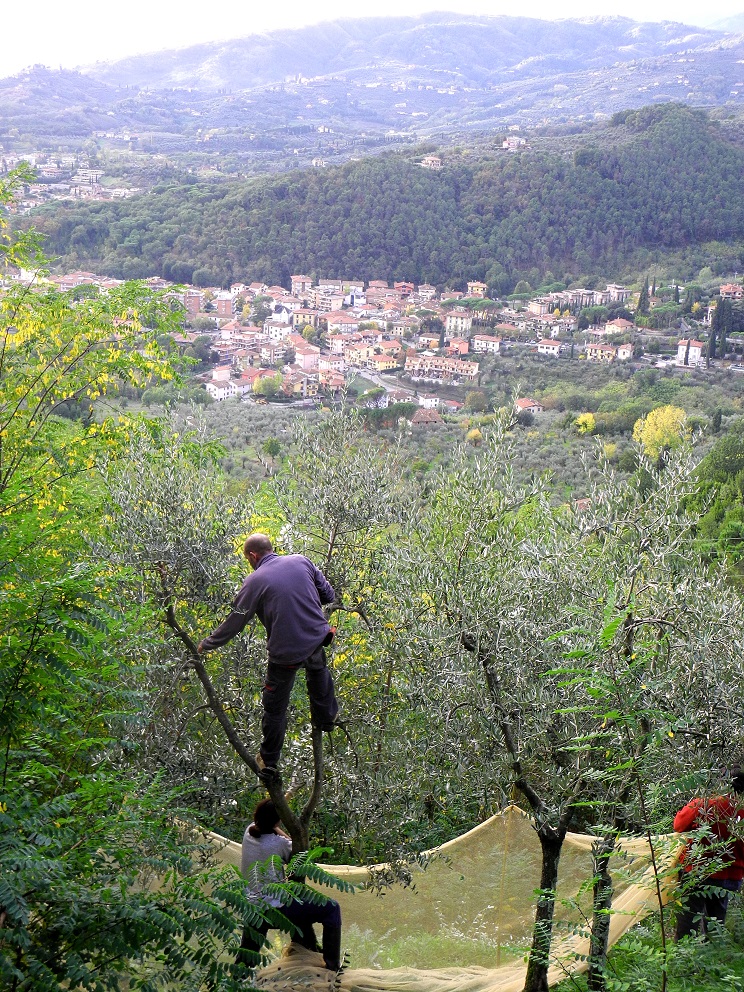 2. M Cueillette des olives Montecatini Terme