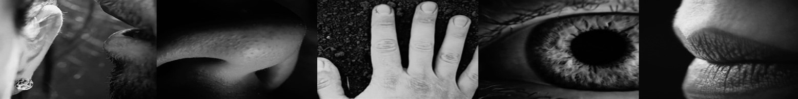 revue 5sens banniere