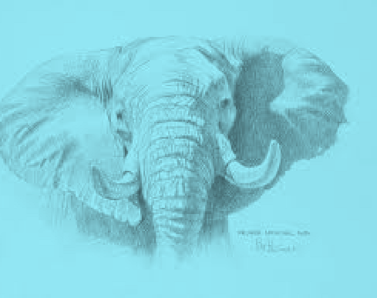 mady elephant