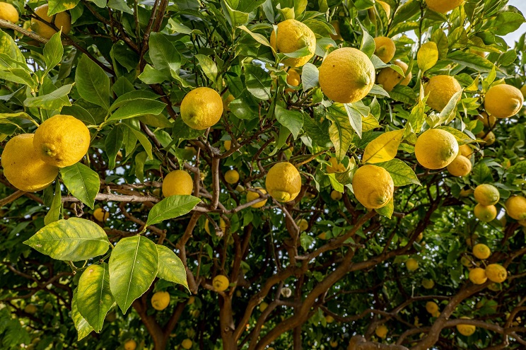 jean fete citron arbre