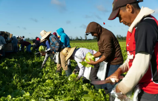 Les producteurs maraîchers craignent que la prochaine saison soit compromise