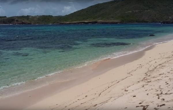 La Sargasse a envahi les Antilles et les Caraïbes au grand détriment de la population