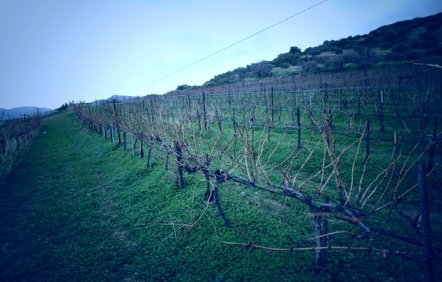 Un vignoble crétois engagé en biodynamie