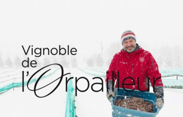 Les vendanges de glace du Vignoble de l'Orpailleur