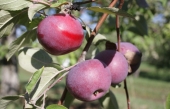 Le temps des pommes