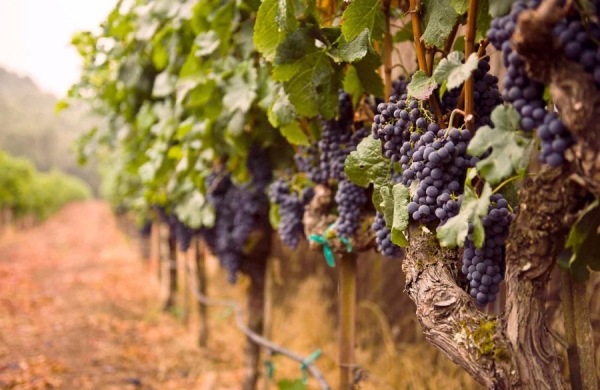 L&#039;OIV analyse la baisse de la production Mondiale de vin