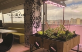 TransPlante jardins urbains: un jardin bio dans vos bureaux