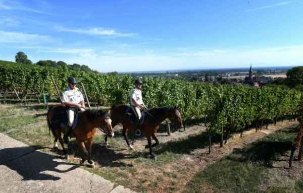 Une brigade à cheval pour protéger les vignobles en période de vendanges