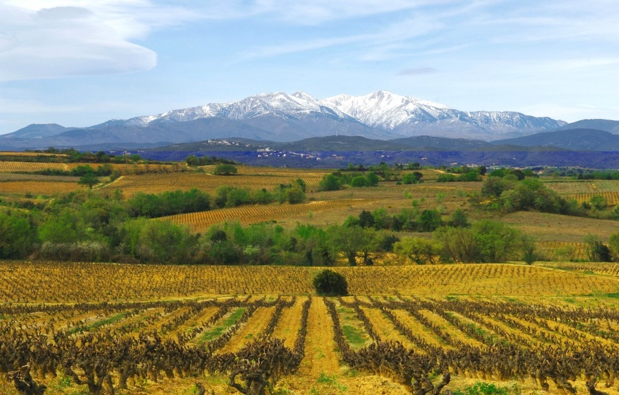 Une causerie autour des vins du Roussillon
