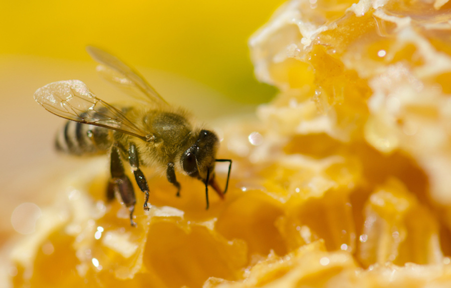 Le miel, l’ingrédient clé de l’évolution de l’être humain