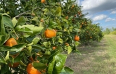 La maladie du dragon jaune dévaste les orangers de la Floride