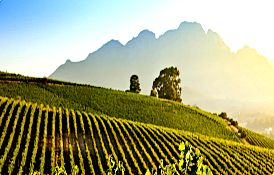 Vignobles de Stellenbosch