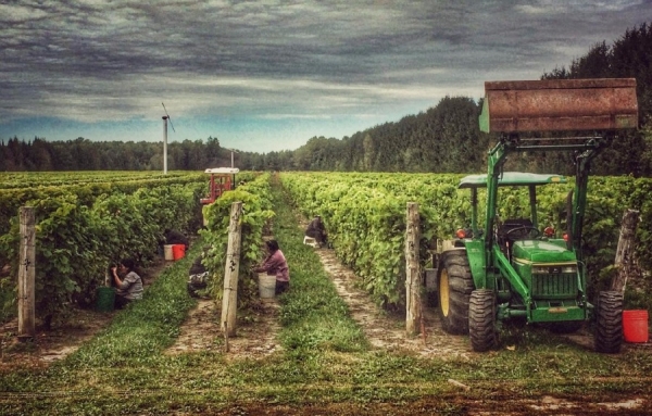 Production vinicole: artisan ou fabricant, mais pas les deux
