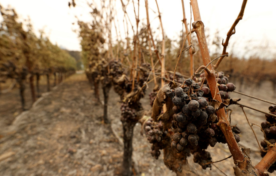 Les effets pervers du réchauffement climatique sur le vignoble et le vin