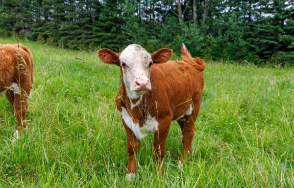 Retour de Trump: quelles conséquences pour le panier d&#039;épicerie canadien?