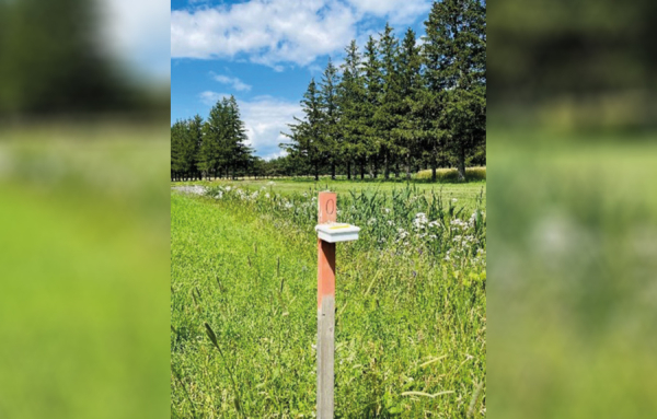 La présence insoupçonnée de certains insectes pollinisateurs détectée grâce à l&#039;intelligence artificielle