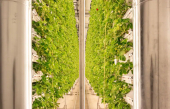 Ferme d’Hiver a inauguré la première ferme verticale de fraises du Canada à Vaudreuil