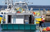 La saison du homard risque d&#039;être catastrophique, craignent les pêcheurs