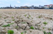 À Dusseldorf, le Rhin est presque complètement à sec