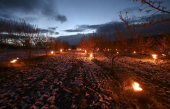 Des centaines de bougies pour préserver du gel les vergers alsaciens