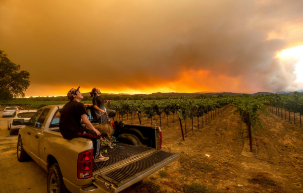 Les feux de for&ecirc;ts causent des dommages collat&eacute;raux sur les vignes