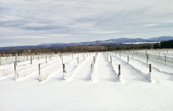 Les futures régions viticoles du Québec