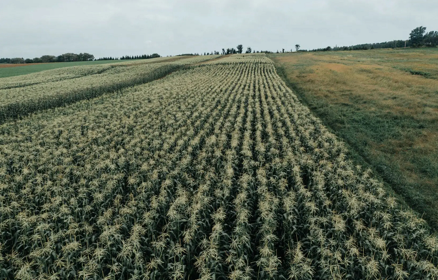 Le blé d’Inde: de la farine aux épluchettes, une tradition estivale québécoise