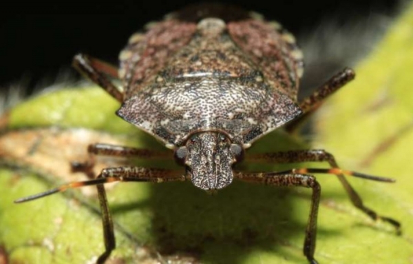 SANTÉ PUBLIQUE - La « punaise diabolique » prolifère sur le Plateau