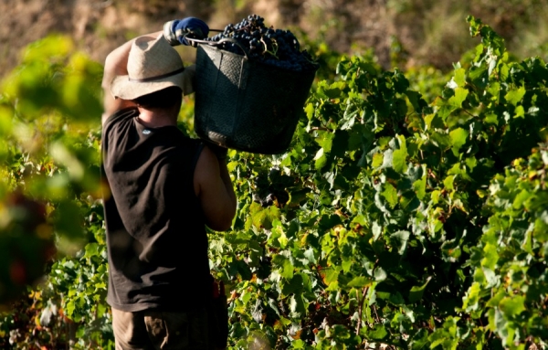 Prospective : les vendanges 2019 attendues &agrave; la baisse