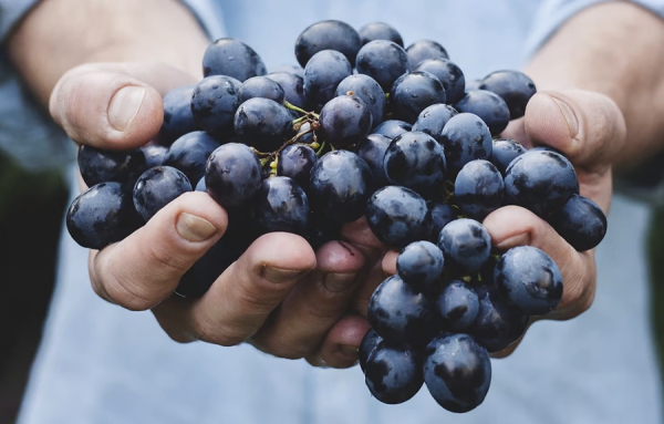 Les recommandations de la semaine de Lescarbeau vins et événements – 6 mars 2025