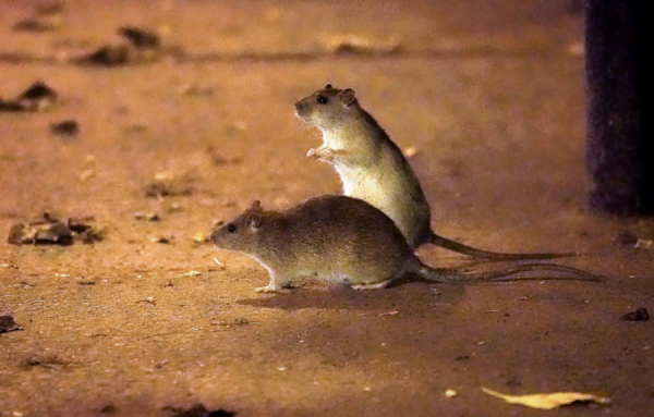 Un grand danger sanitaire règne sur la ville de Montréal avec la prolifération des rats