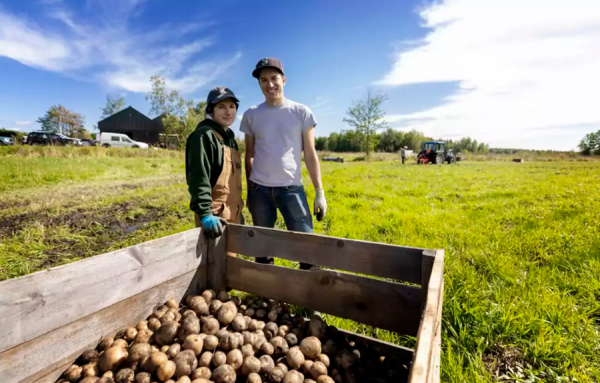 Les chips Miett: premières croustilles québécoises «de la ferme au sac»