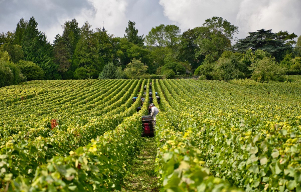 Viticulture: deux Marocains condamnés en Gironde pour traite d’êtres humains