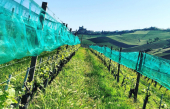 Nouvel Arrivage : Dolcetto d&#039;Alba Veglio 2019, vin faible en histamines!