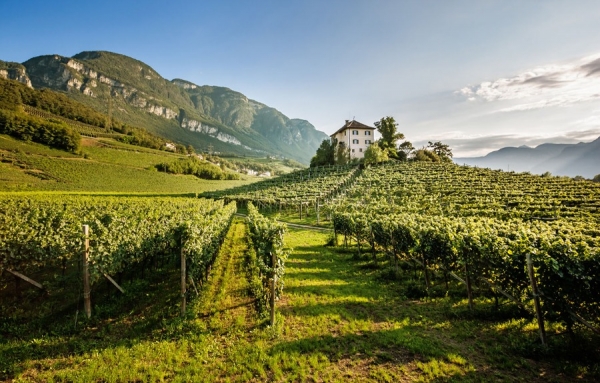 Un Pinot Blanc d’altitude signé Alois Lageder