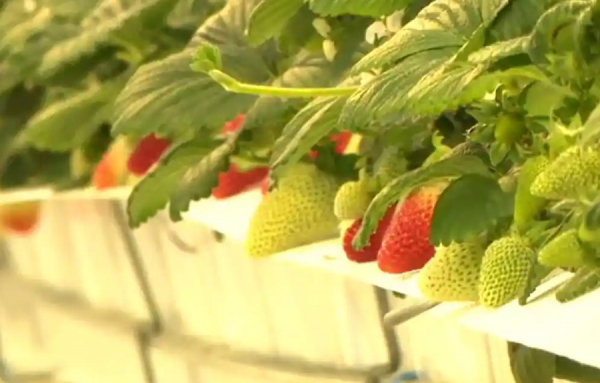 Aux Fruits de la colline se lance le défi de produire des fraises toute l’année