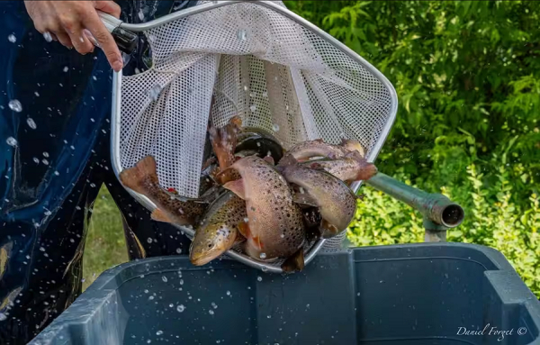 La rivi&egrave;re du Nord, berceau de la truite brune en Am&eacute;rique du Nord