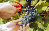 De bonnes perspectives de vendanges en France