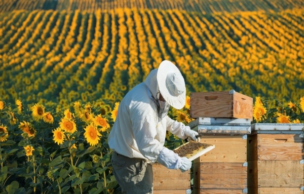 France - Les apiculteurs sauvés par leurs élus politiques