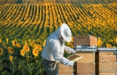 France - Les apiculteurs sauvés par leurs élus politiques