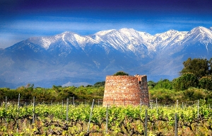 Les vins fins de Château Rombeau en Roussillon
