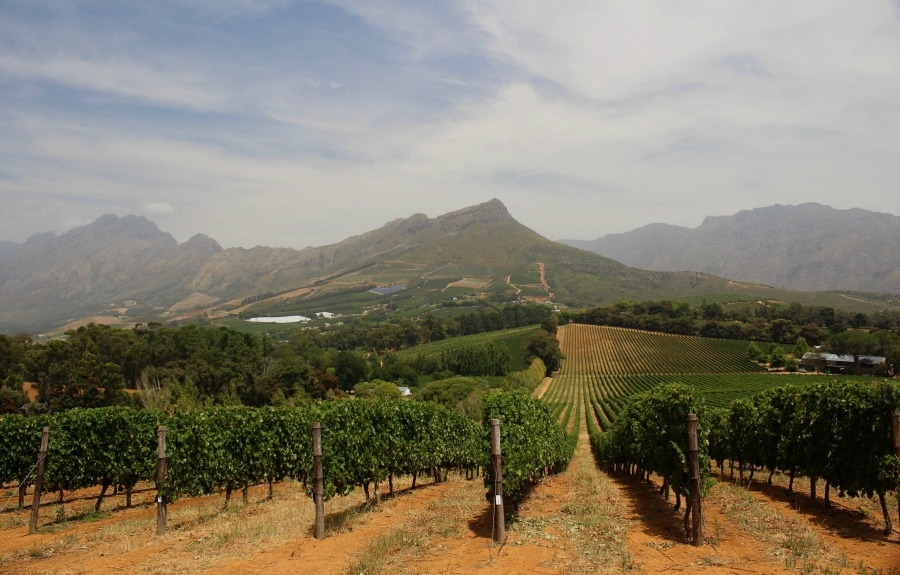 COLLABORATION SPÉCIALE - Hélène Chalifoux met le Cap sur les grands vins d’Afrique du Sud