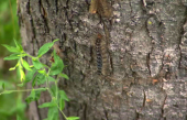 La chenille spongieuse envahit les forêts du sud du Québec